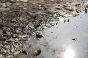 zielony barwnik w rzece Rudawa