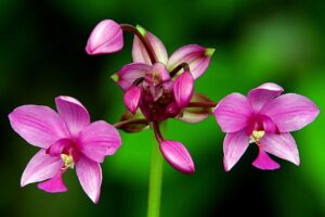 Orchidee – Kraków ma najstarszą i największą kolekcję